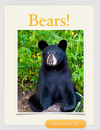 ebook, bears
